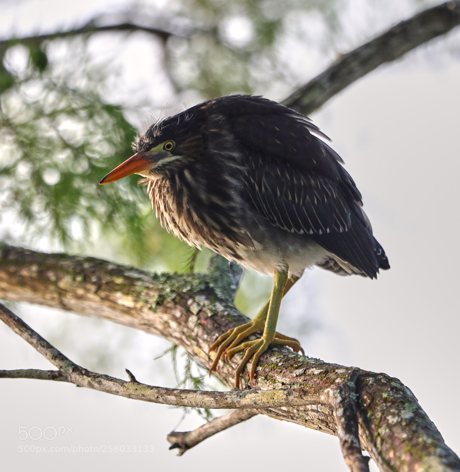 Canon EOS-1D X Mark II sample photo. 05-15-18-0017849.jpg photography