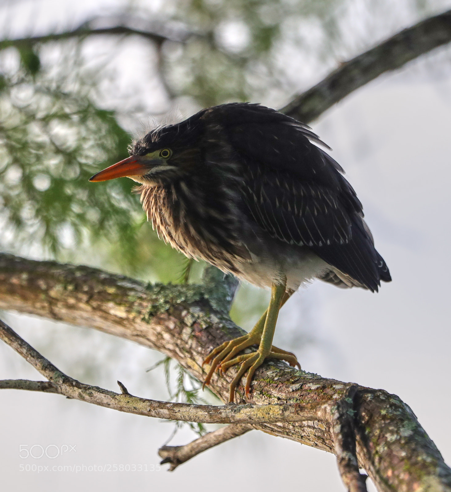 Canon EOS-1D X Mark II sample photo. 05-15-18-0017851.jpg photography