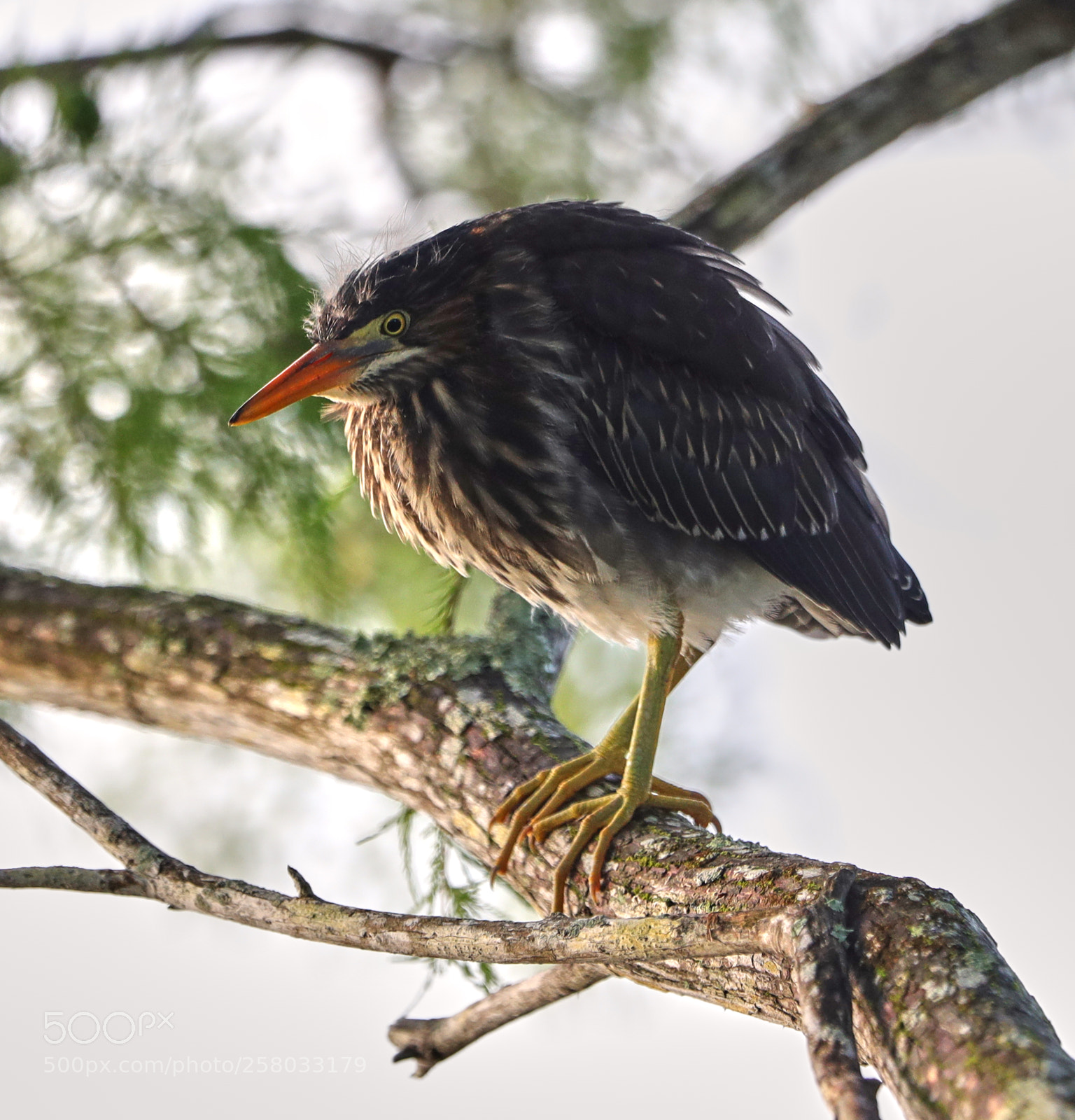 Canon EOS-1D X Mark II sample photo. 05-15-18-0017848.jpg photography
