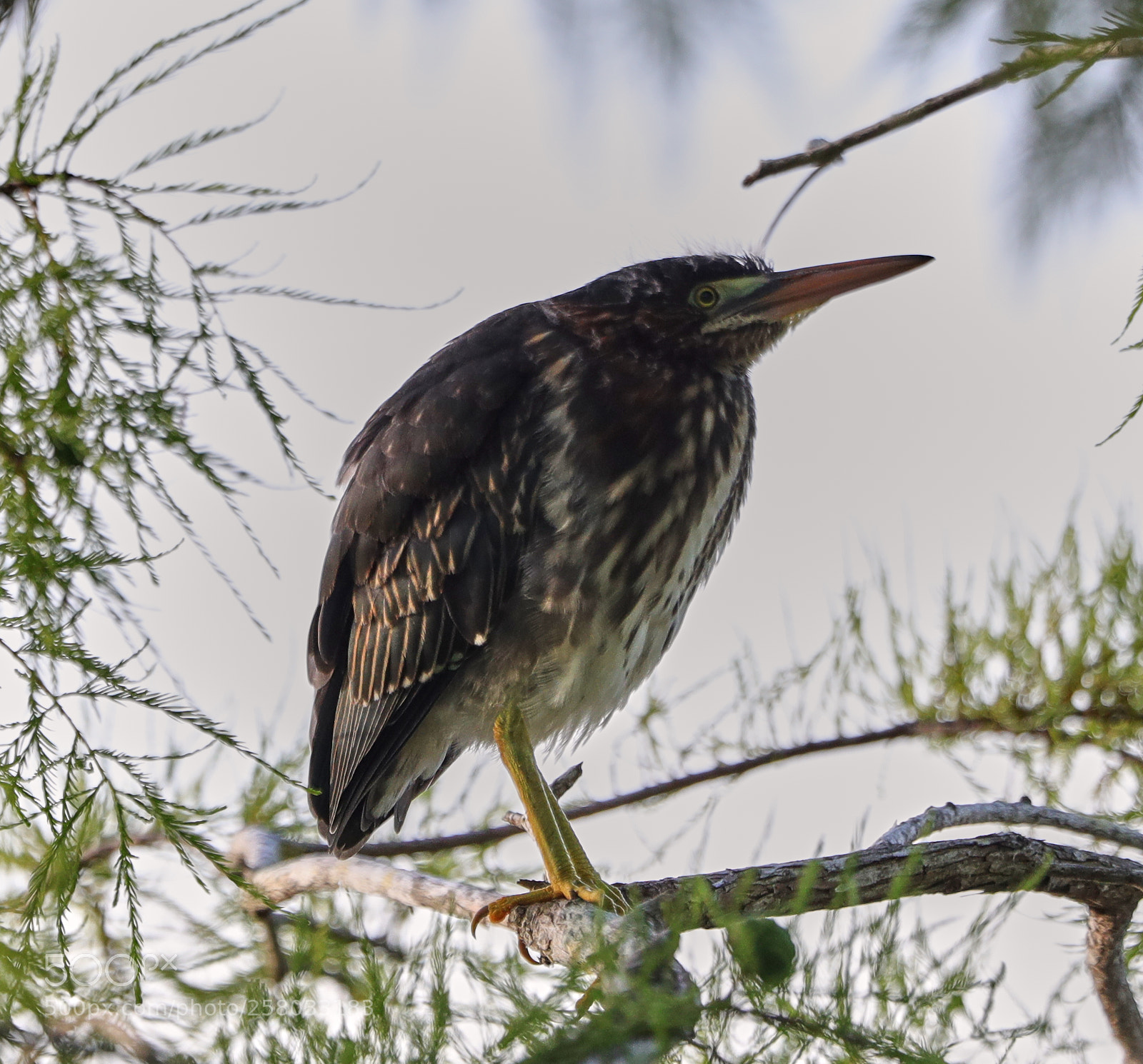 Canon EOS-1D X Mark II sample photo. 05-15-18-0017847.jpg photography