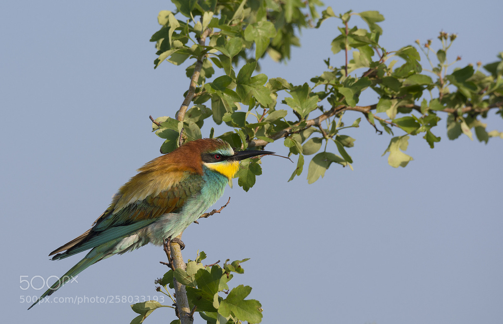 Nikon D5200 sample photo. Merops apiaster photography