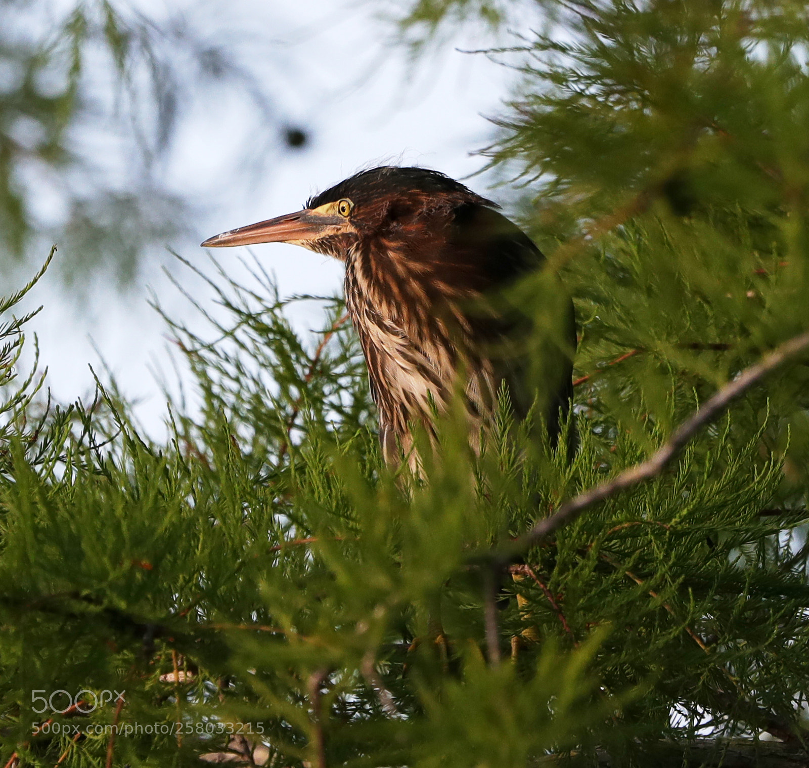 Canon EOS-1D X Mark II sample photo. 05-15-18-0017843.jpg photography