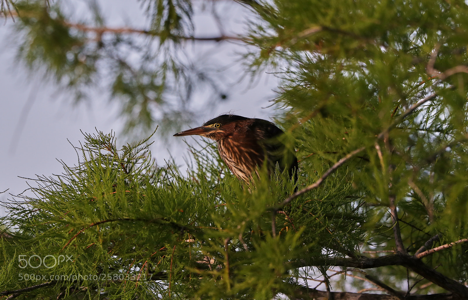 Canon EOS-1D X Mark II sample photo. 05-15-18-0017842.jpg photography