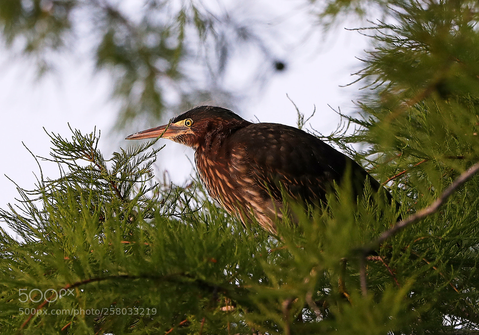 Canon EOS-1D X Mark II sample photo. 05-15-18-0017841.jpg photography