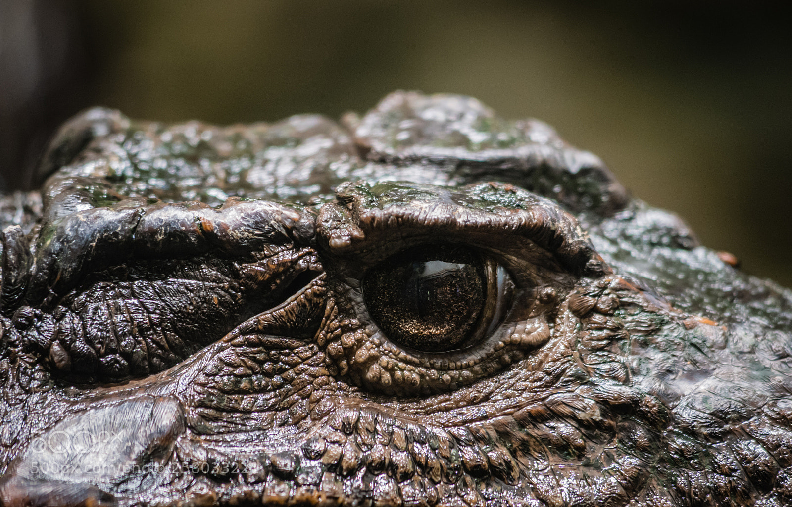 Panasonic Lumix DMC-GX85 (Lumix DMC-GX80 / Lumix DMC-GX7 Mark II) sample photo. Kaiman's eye 2 photography