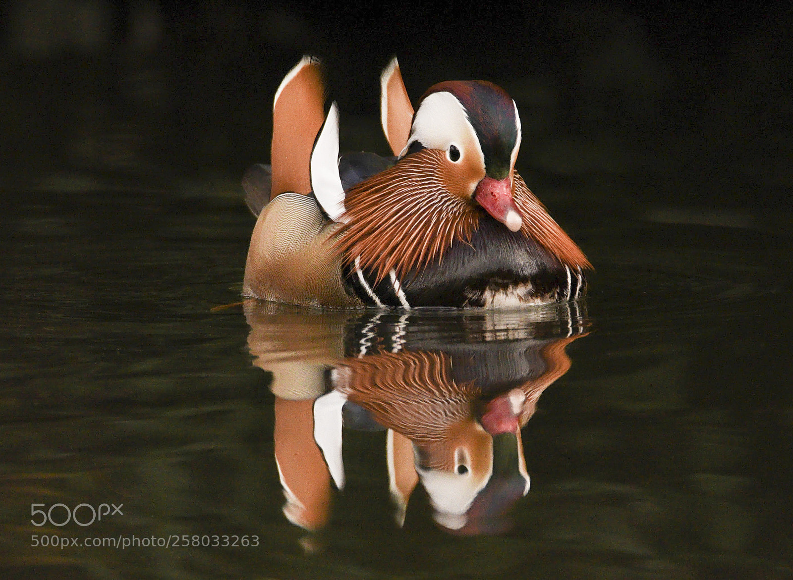 Nikon D750 sample photo. Mandarin male photography
