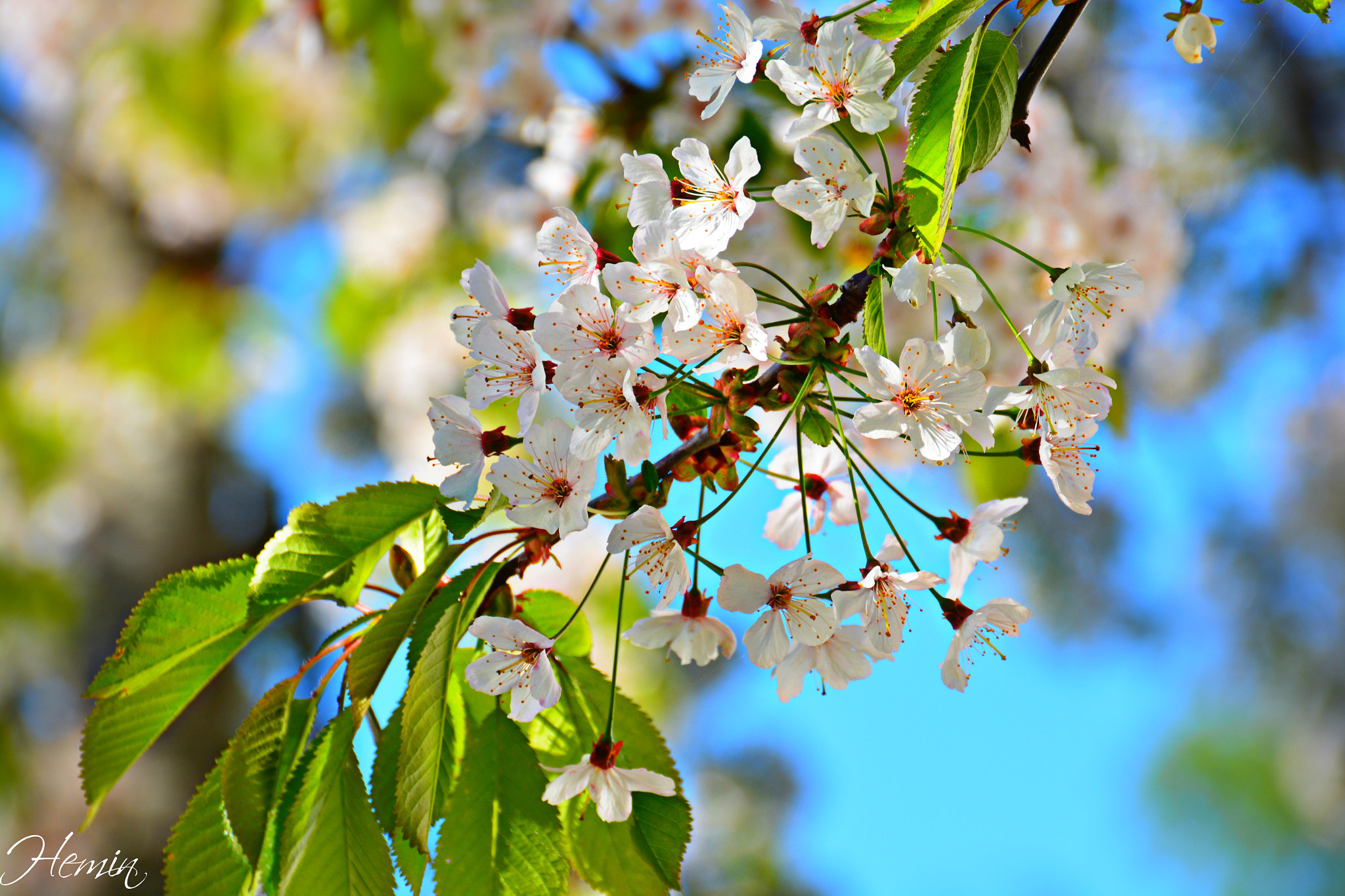 Sigma 18-250mm F3.5-6.3 DC Macro OS HSM sample photo. Lierbyen photography