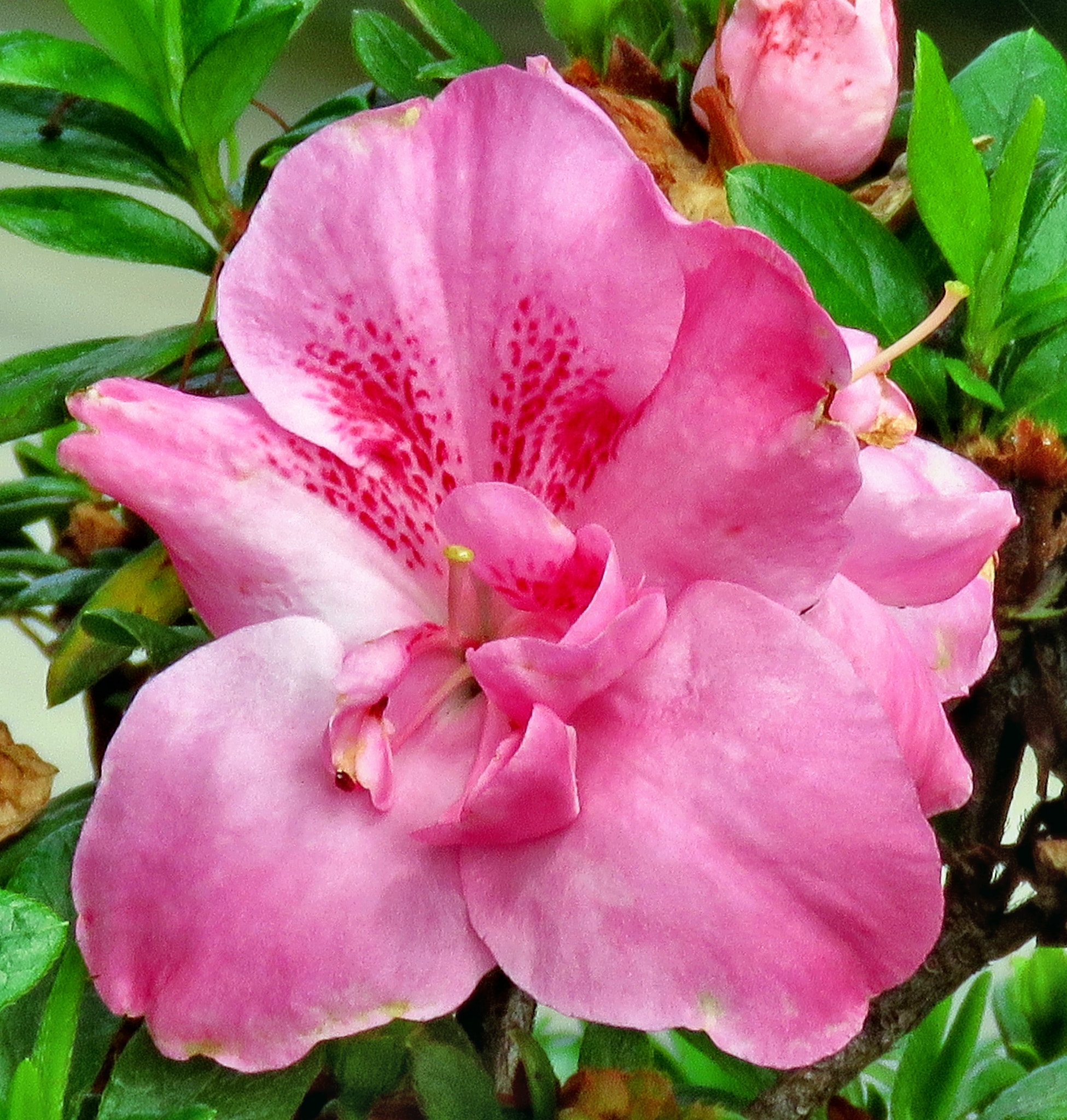 Canon PowerShot SX60 HS + 3.8 - 247.0 mm sample photo. A pink flower in the garden photography