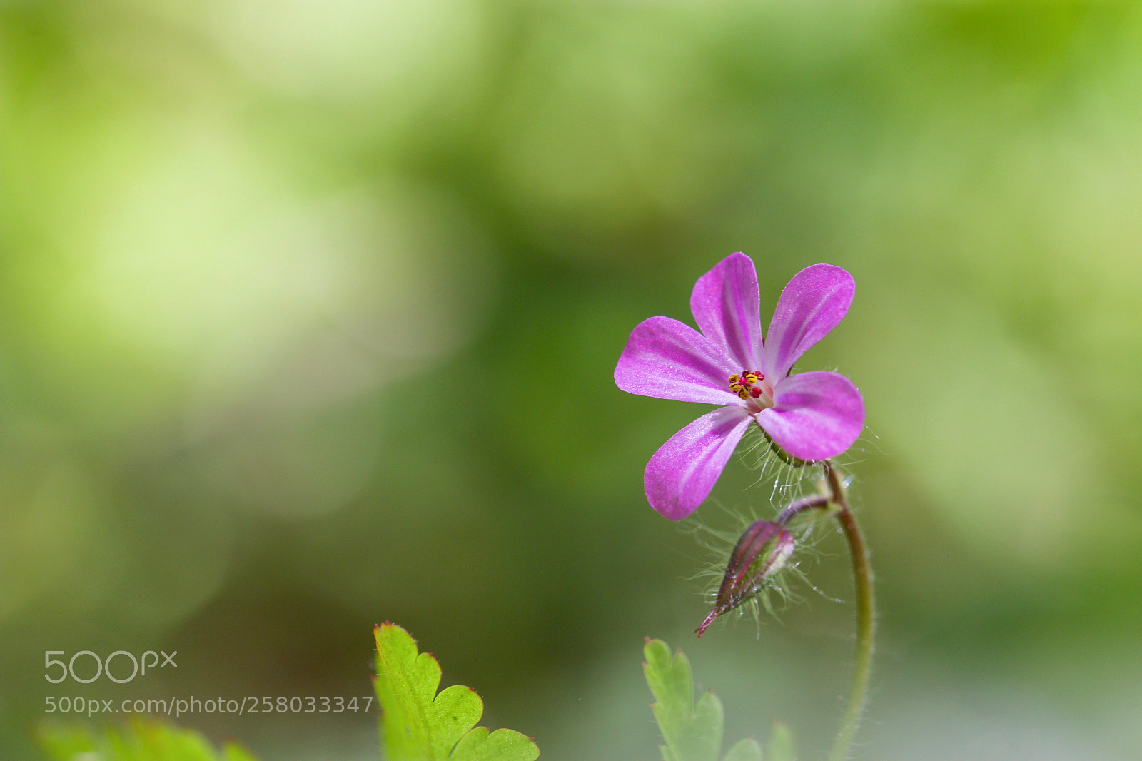Canon EOS 70D sample photo. Petite rose0726 photography
