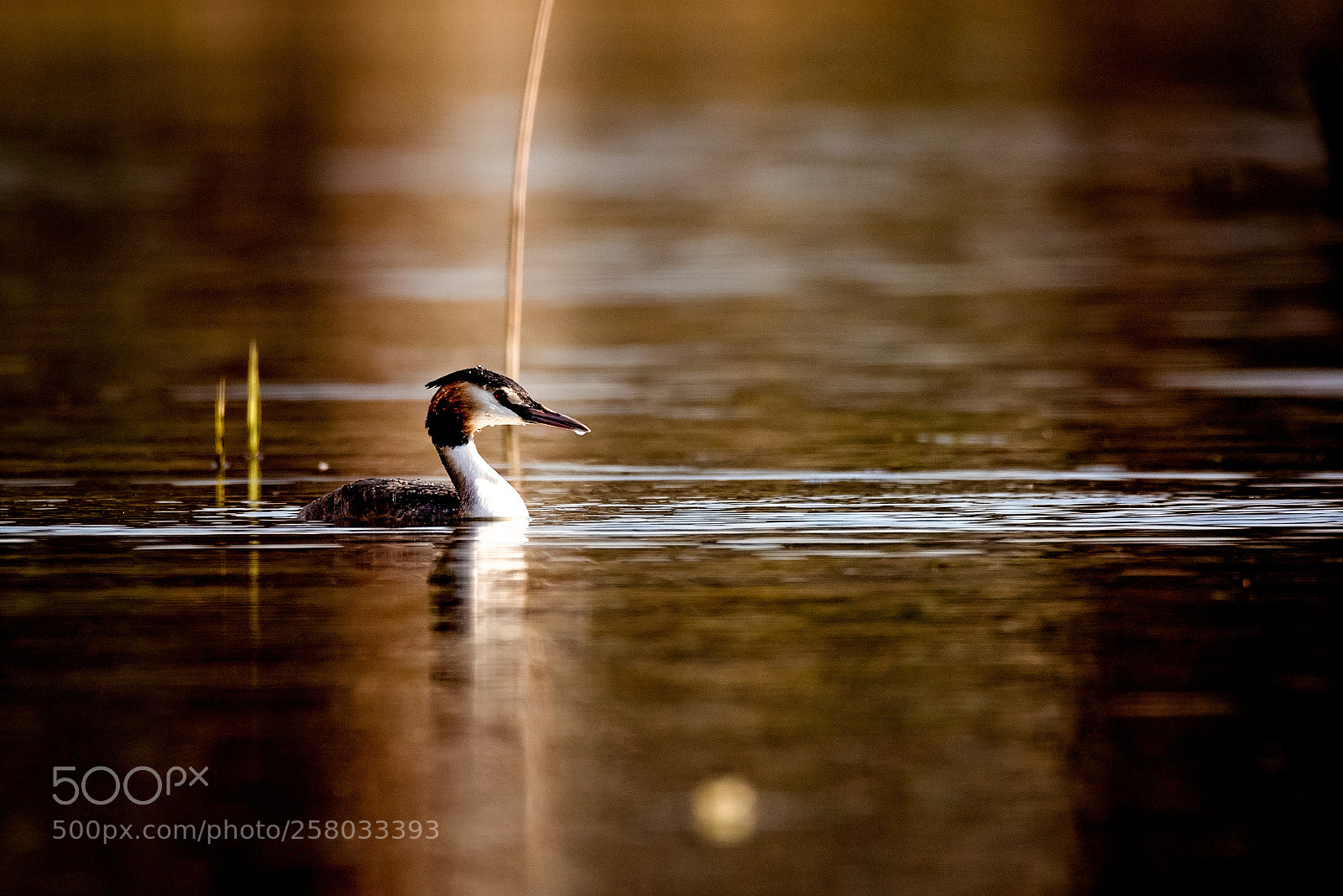 Canon EOS 7D Mark II sample photo. Out of the shade.jpg photography