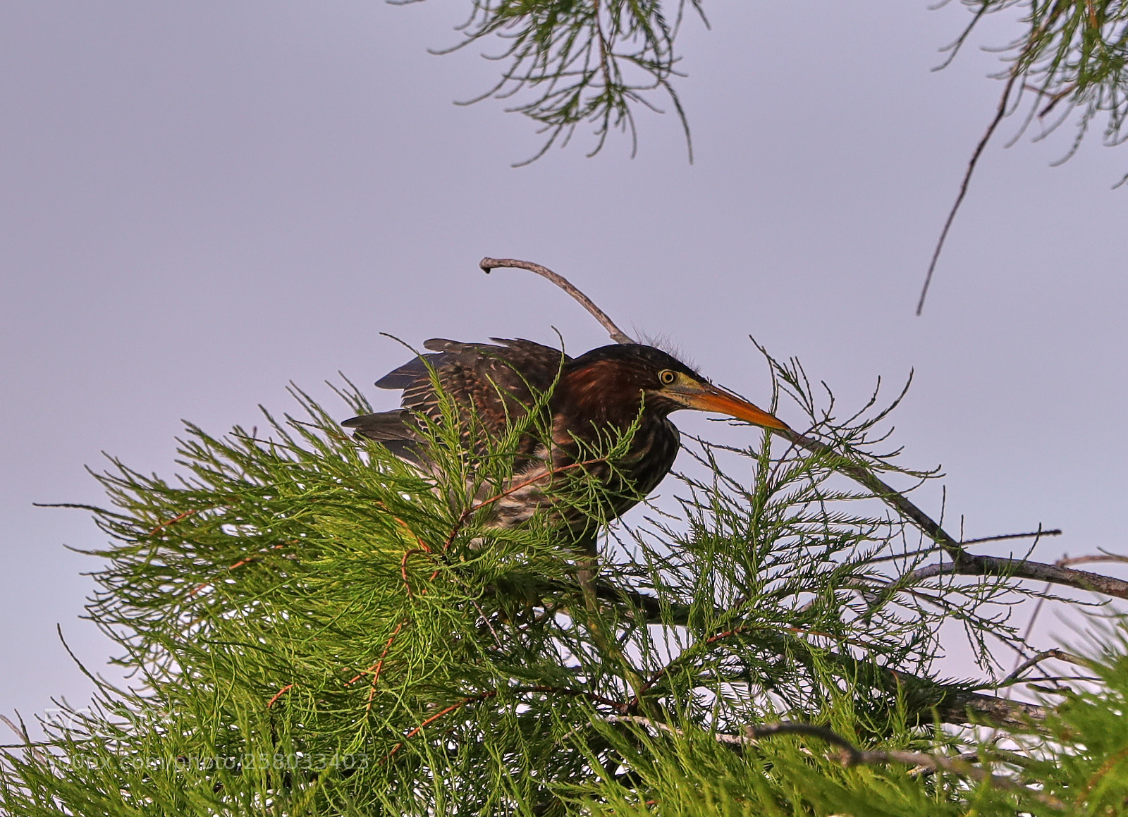 Canon EOS-1D X Mark II sample photo. 05-15-18-0017840.jpg photography