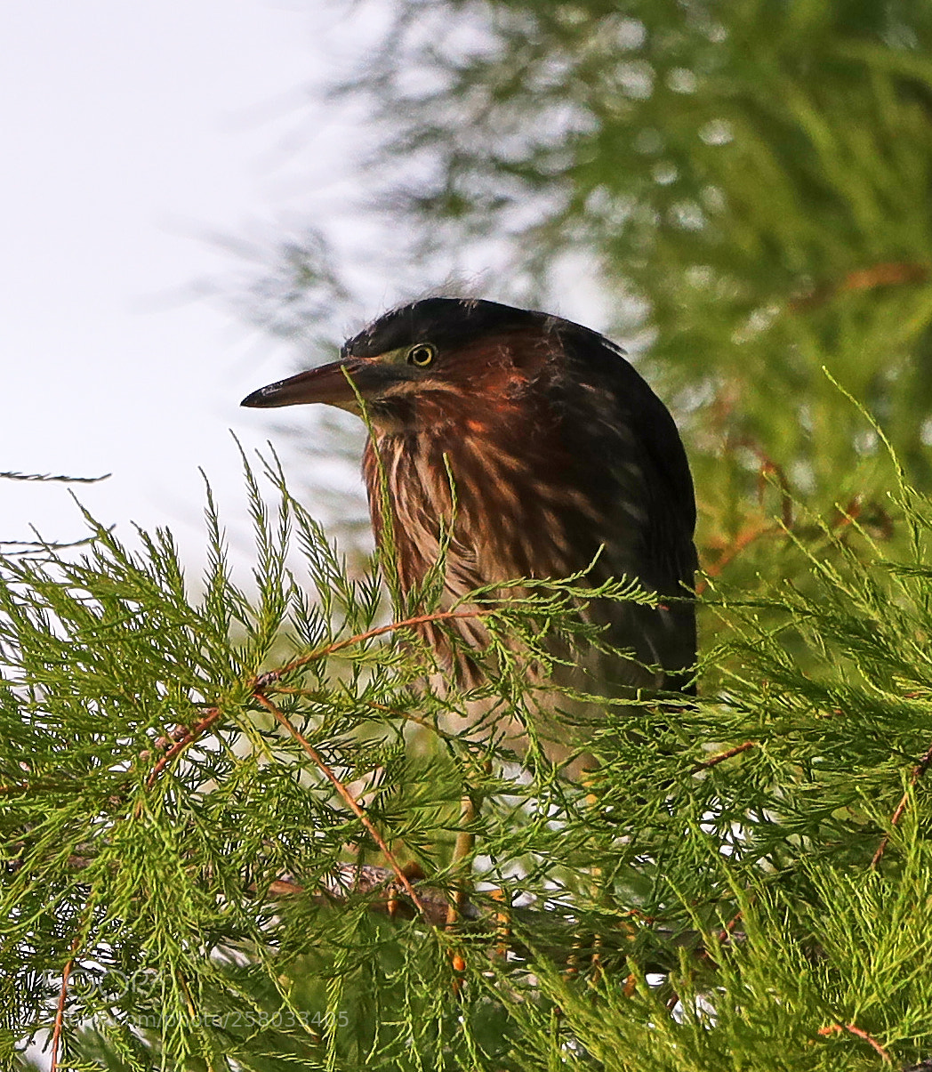 Canon EOS-1D X Mark II sample photo. 05-15-18-0017839.jpg photography