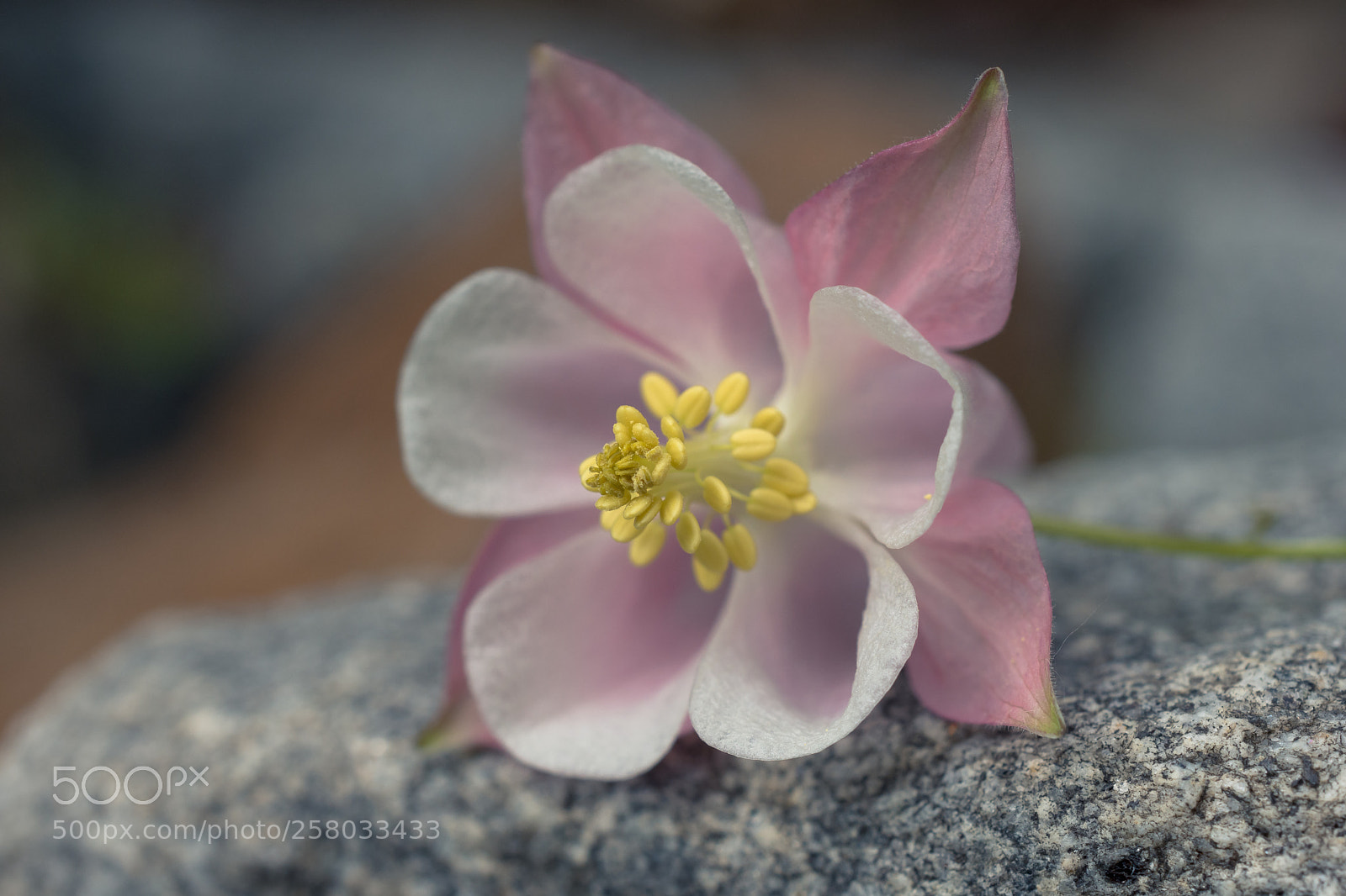 Nikon D7200 sample photo. Ganz zart photography