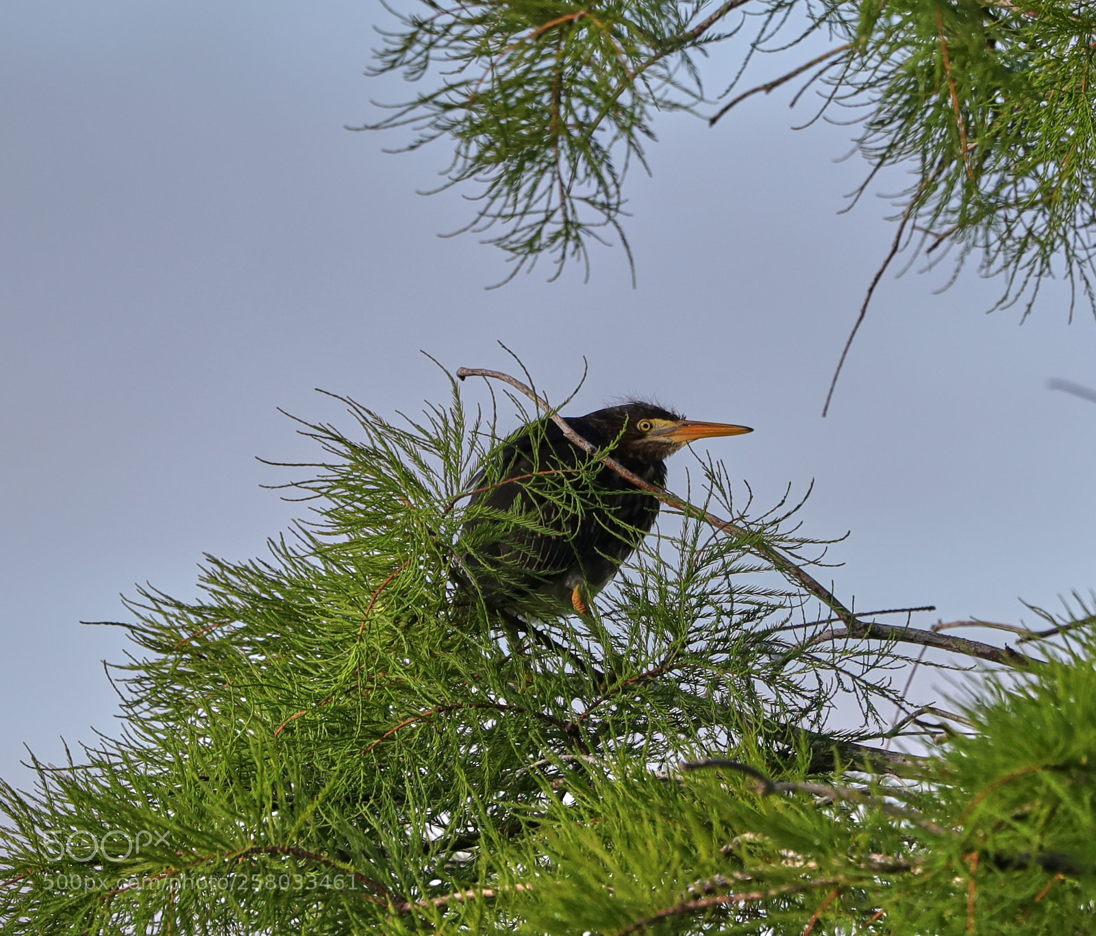 Canon EOS-1D X Mark II sample photo. 05-15-18-0017838.jpg photography