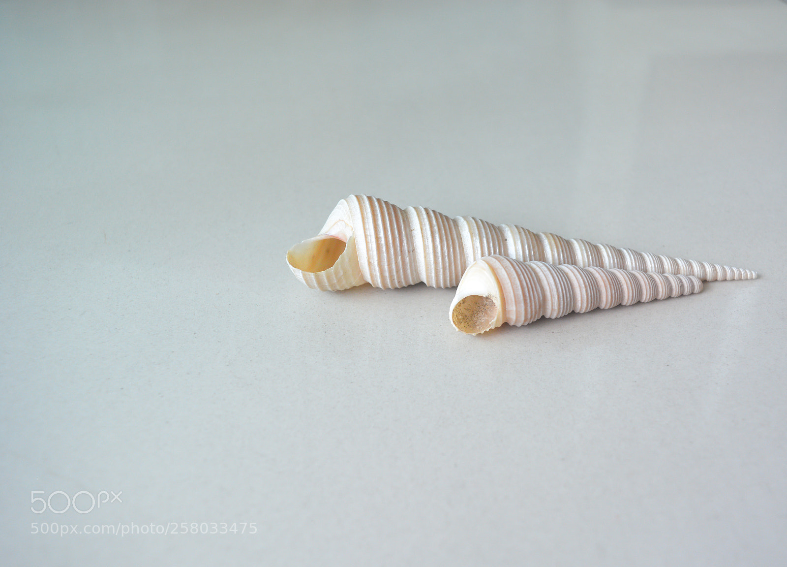 Nikon D5200 sample photo. Sea shell a photography