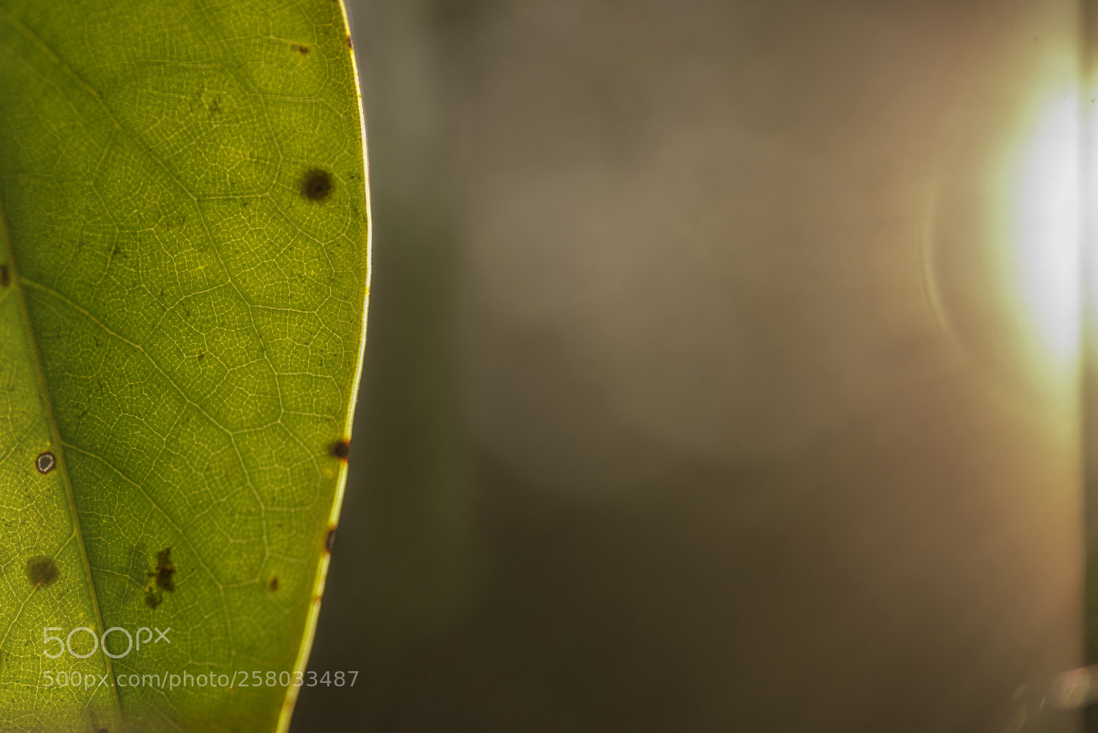 Nikon D600 sample photo. Leaf and sun photography
