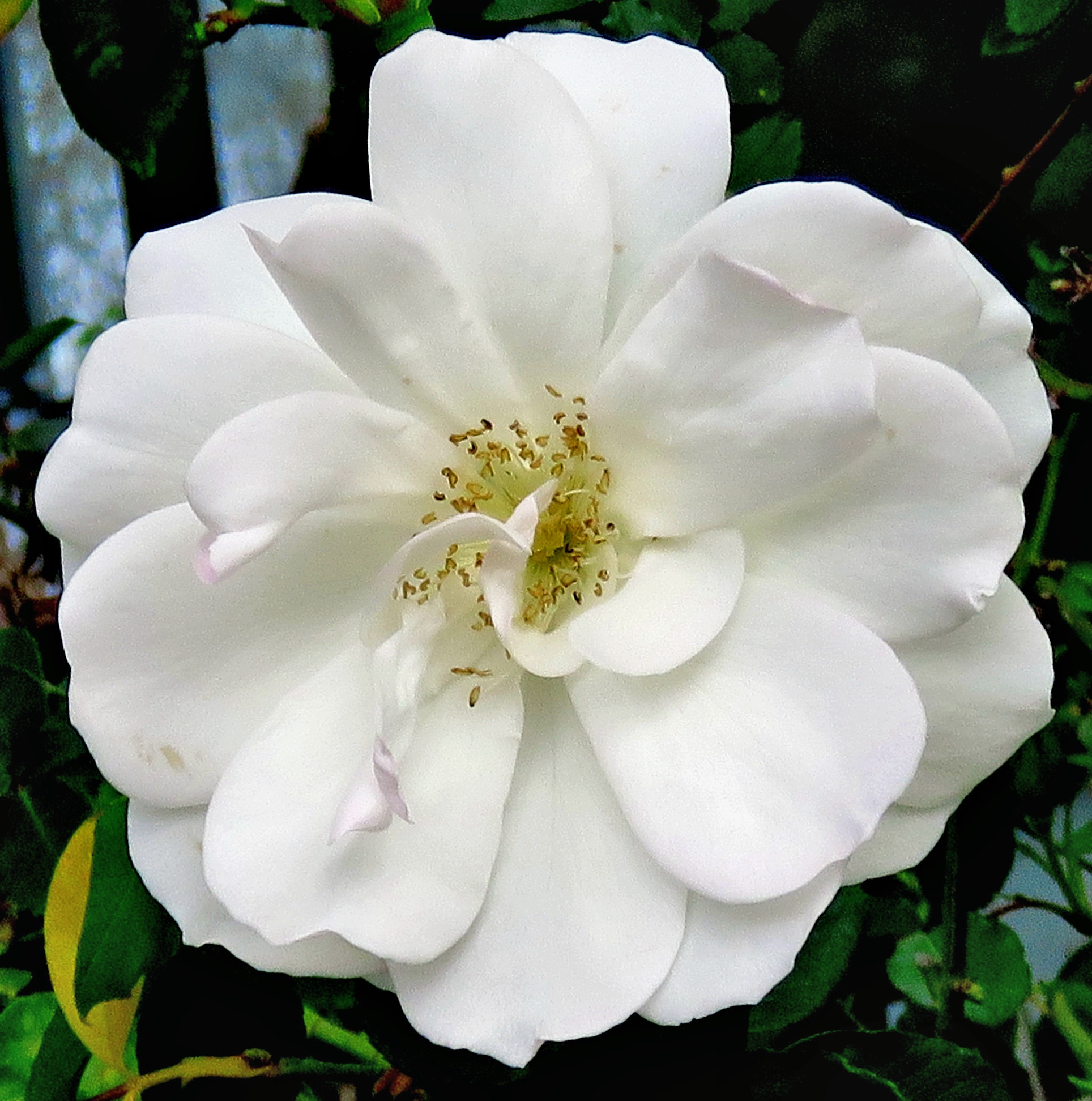 Canon PowerShot SX60 HS + 3.8 - 247.0 mm sample photo. A white carnation flower photography