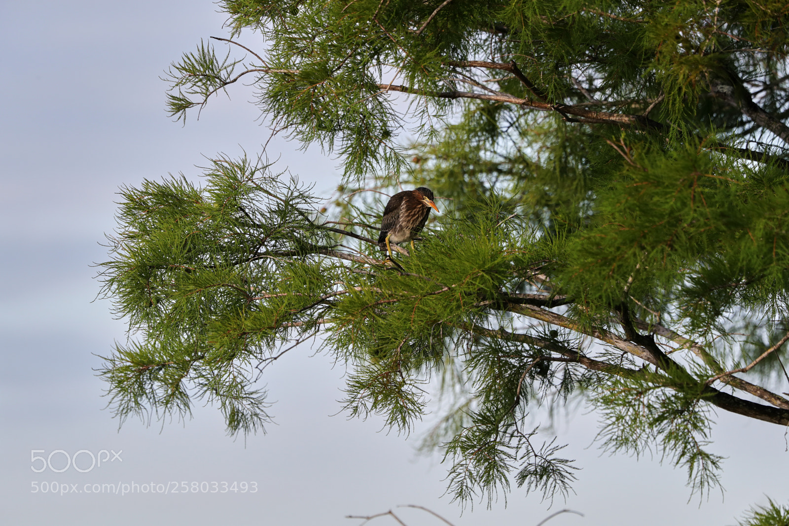 Canon EOS-1D X Mark II sample photo. 05-15-18-0017833.jpg photography