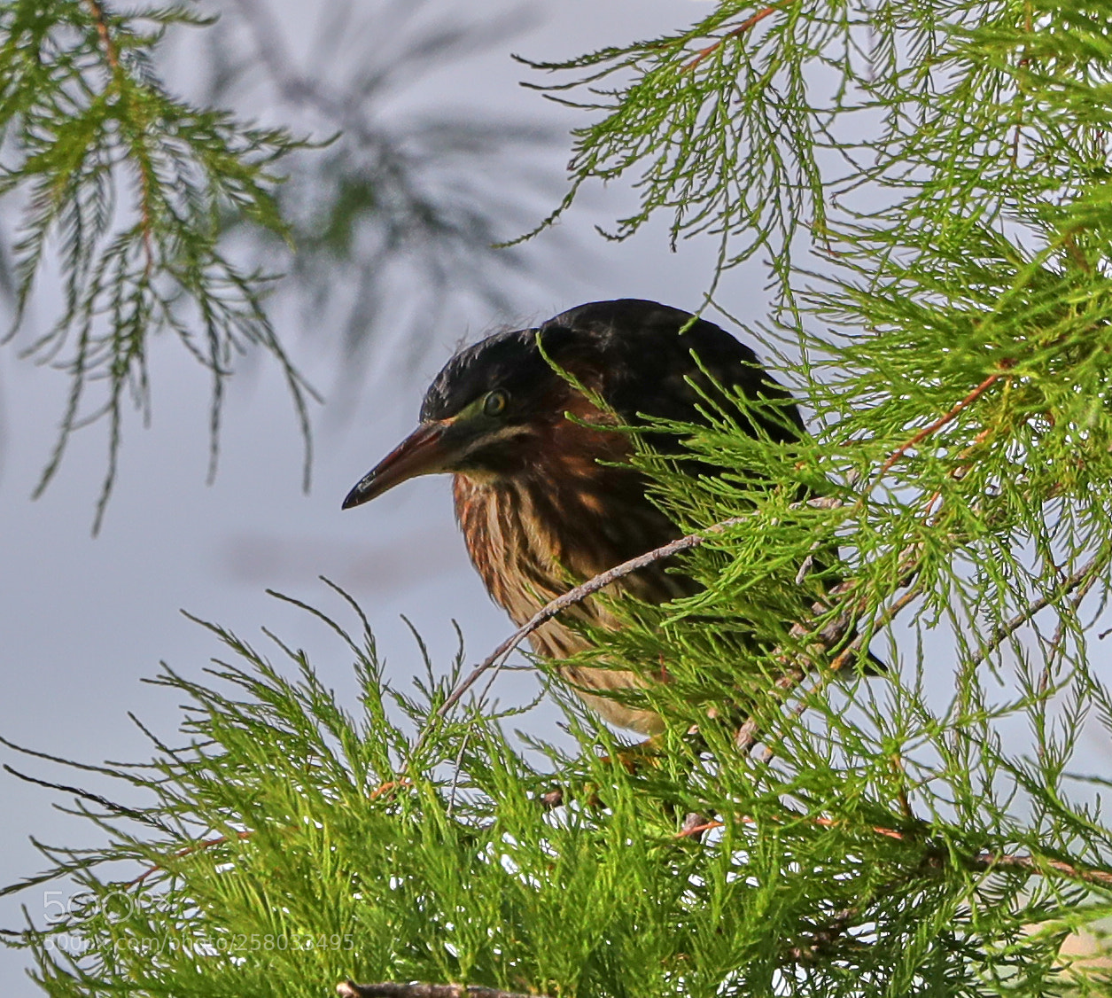 Canon EOS-1D X Mark II sample photo. 05-15-18-0017834.jpg photography