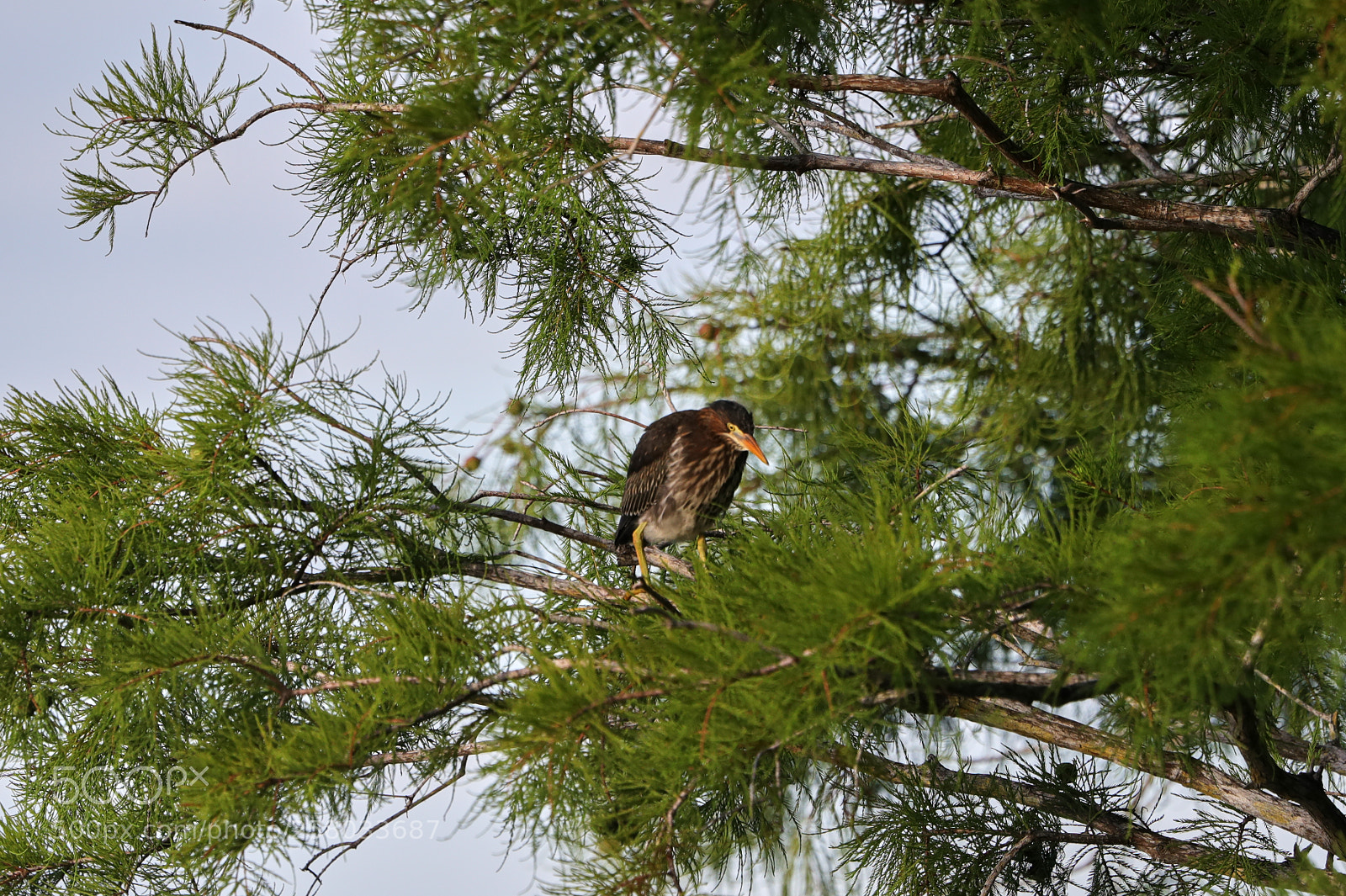Canon EOS-1D X Mark II sample photo. 05-15-18-0017832.jpg photography
