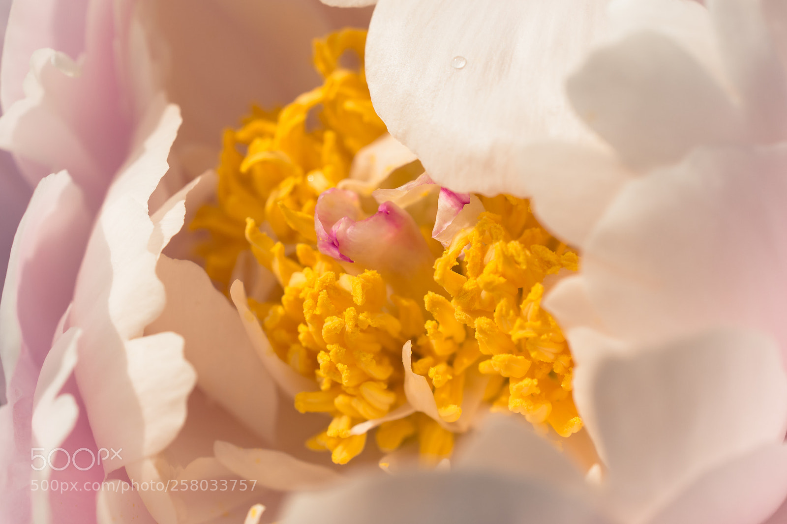 Nikon D7200 sample photo. Pfingstrose photography