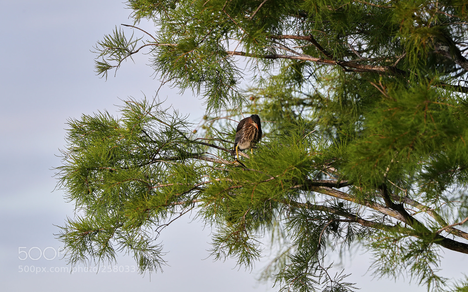 Canon EOS-1D X Mark II sample photo. 05-15-18-0017829.jpg photography