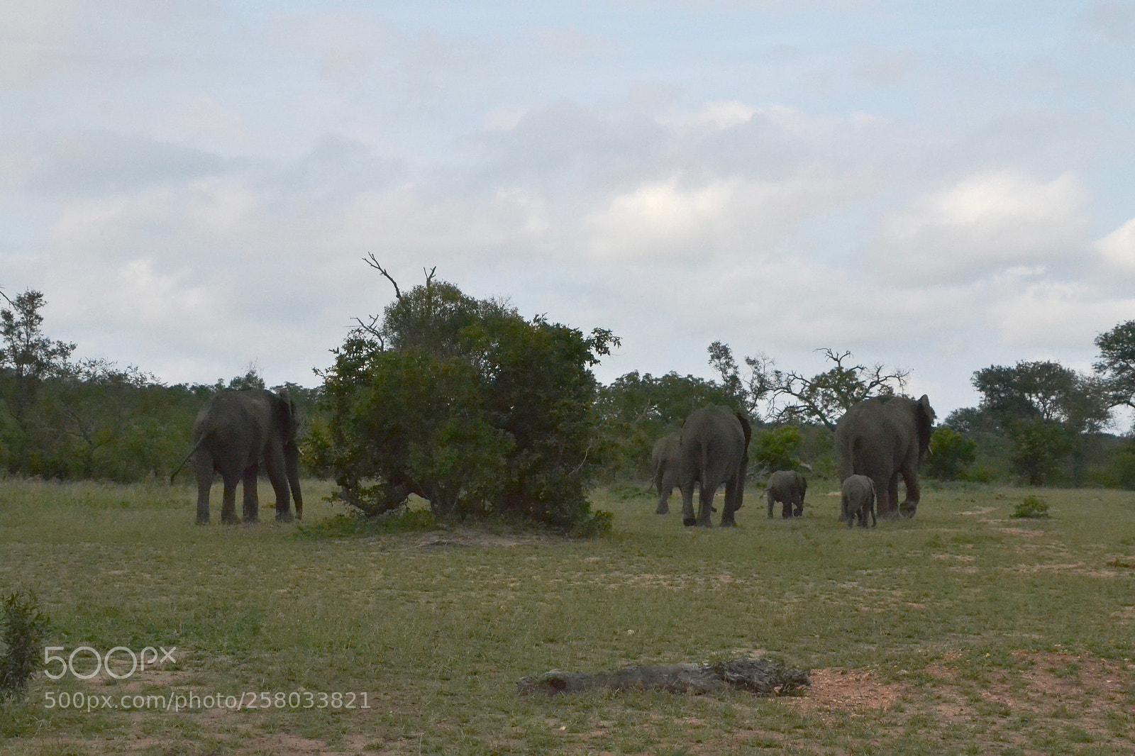 Nikon D3100 sample photo. Elephant family taking a photography