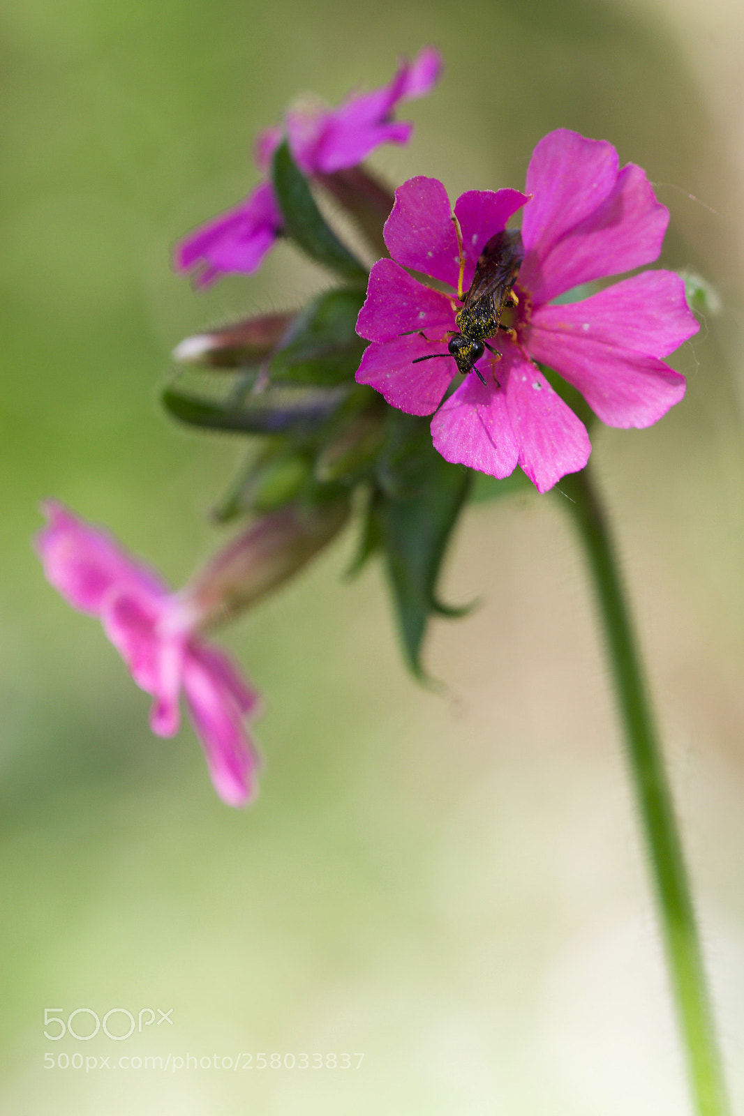 Canon EOS 70D sample photo. Fleur0575 photography