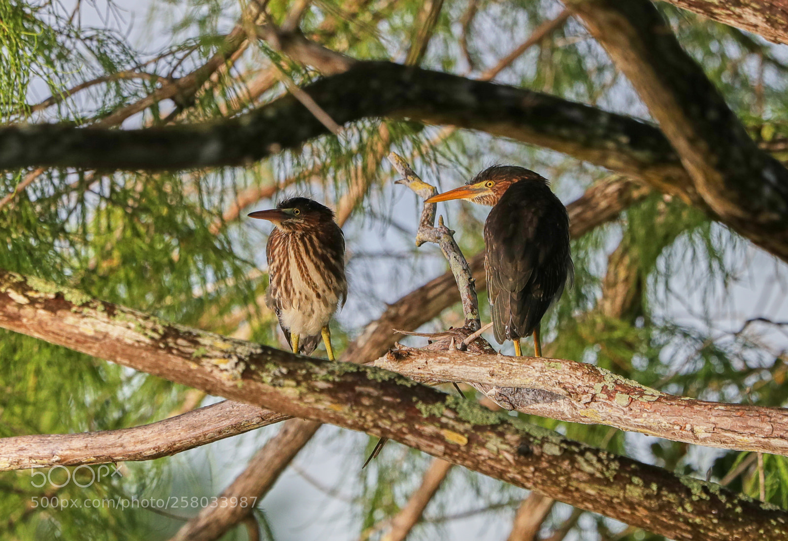 Canon EOS-1D X Mark II sample photo. 05-15-18-0017823.jpg photography