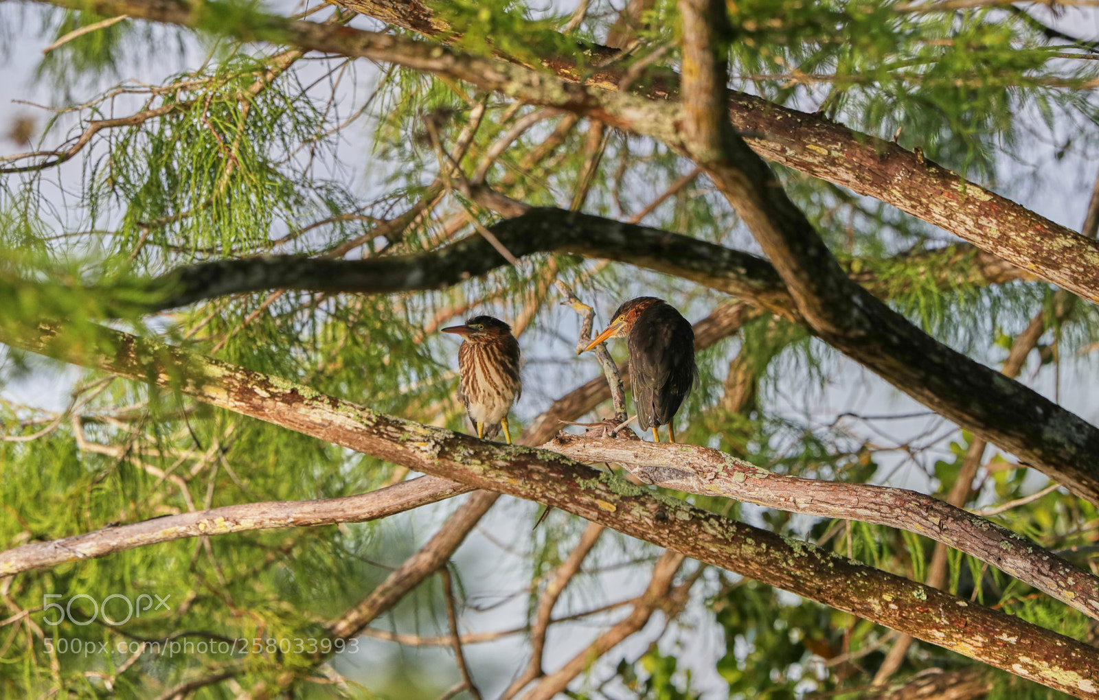 Canon EOS-1D X Mark II sample photo. 05-15-18-0017821.jpg photography