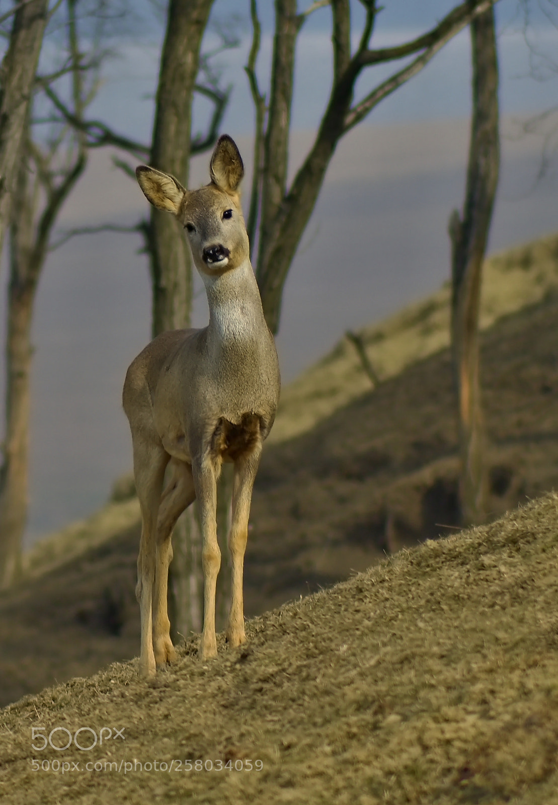 Nikon D3200 sample photo. Doe photography
