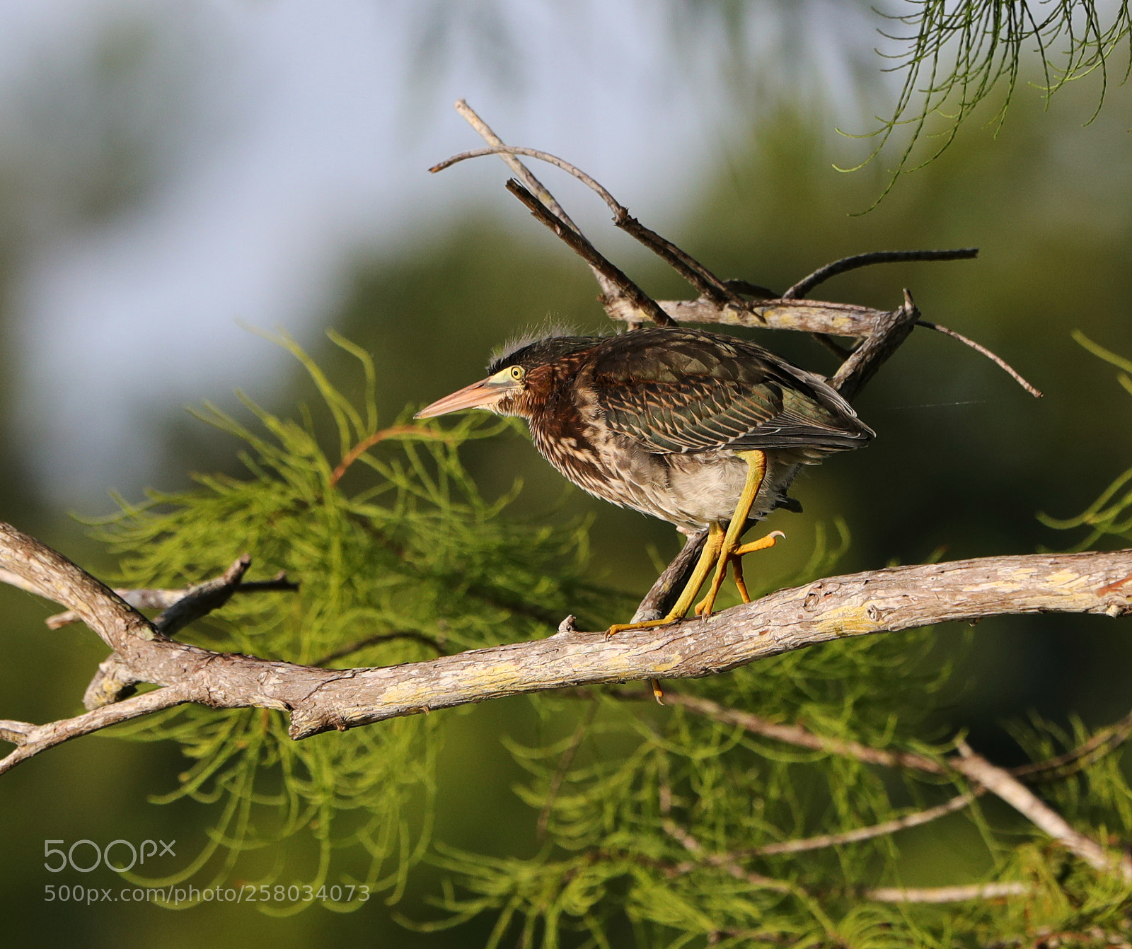 Canon EOS-1D X Mark II sample photo. 05-15-18-0017815.jpg photography