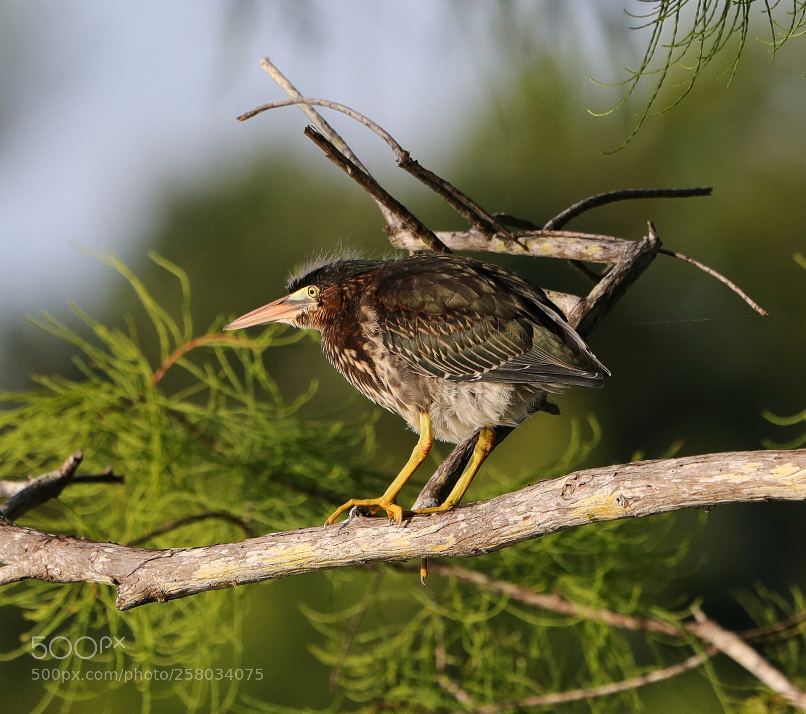Canon EOS-1D X Mark II sample photo. 05-15-18-0017814.jpg photography