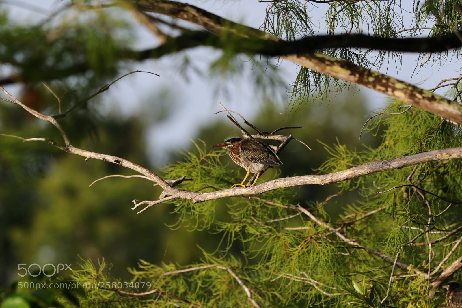 Canon EOS-1D X Mark II sample photo. 05-15-18-0017813.jpg photography