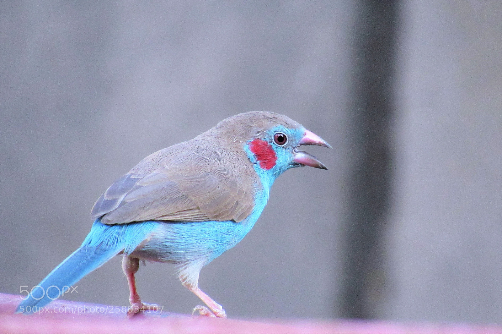 Canon PowerShot SX530 HS sample photo. Red cheeked cordon-bleu photography
