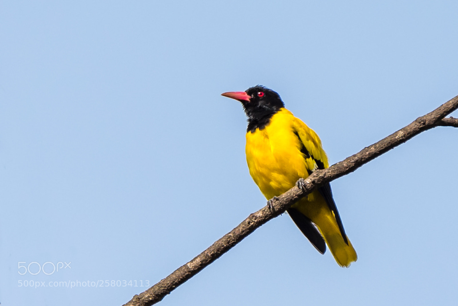 Nikon D750 sample photo. Black-hooded oriole photography
