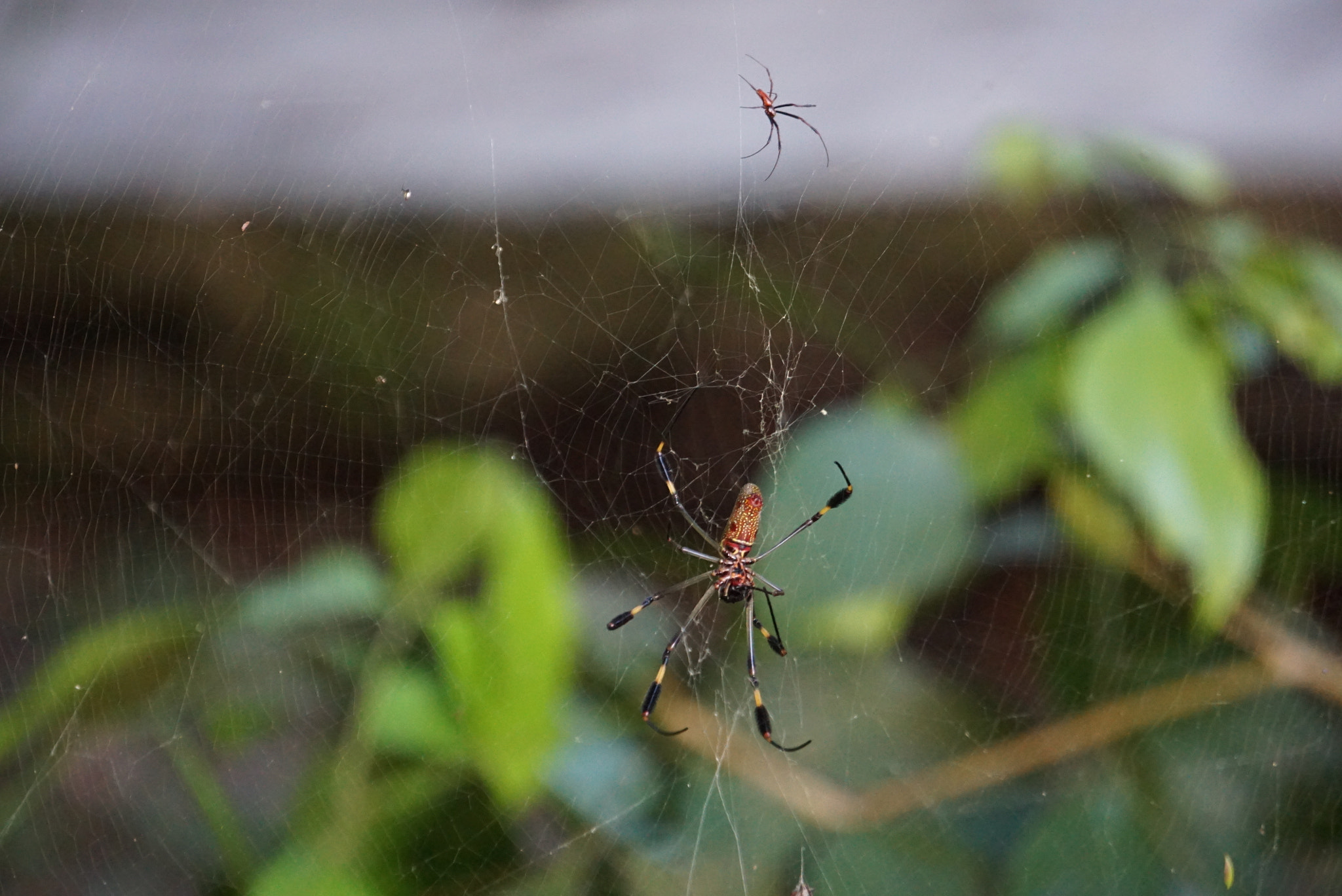Sony E 55-210mm F4.5-6.3 OSS sample photo. Spider and net photography