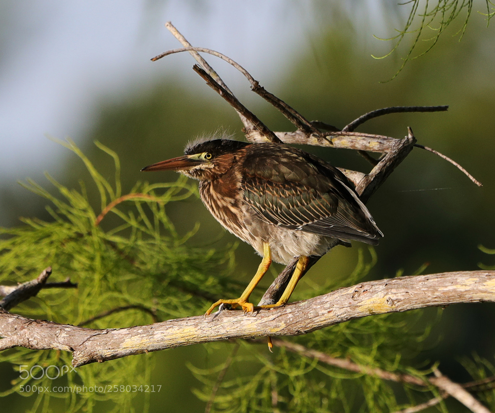 Canon EOS-1D X Mark II sample photo. 05-15-18-0017812.jpg photography