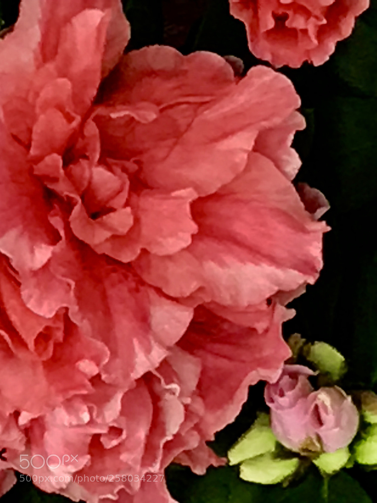 Apple iPhone 7 Plus sample photo. Red photography