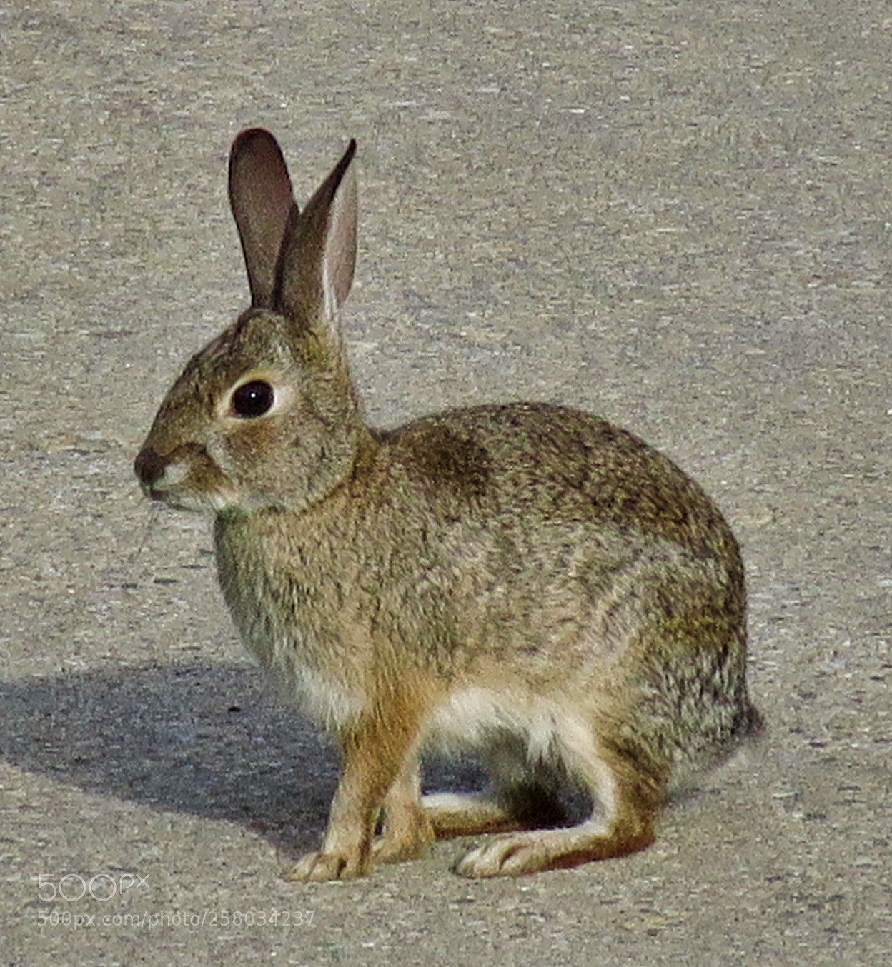 Canon PowerShot SX60 HS sample photo. A bunny rabbit walking photography