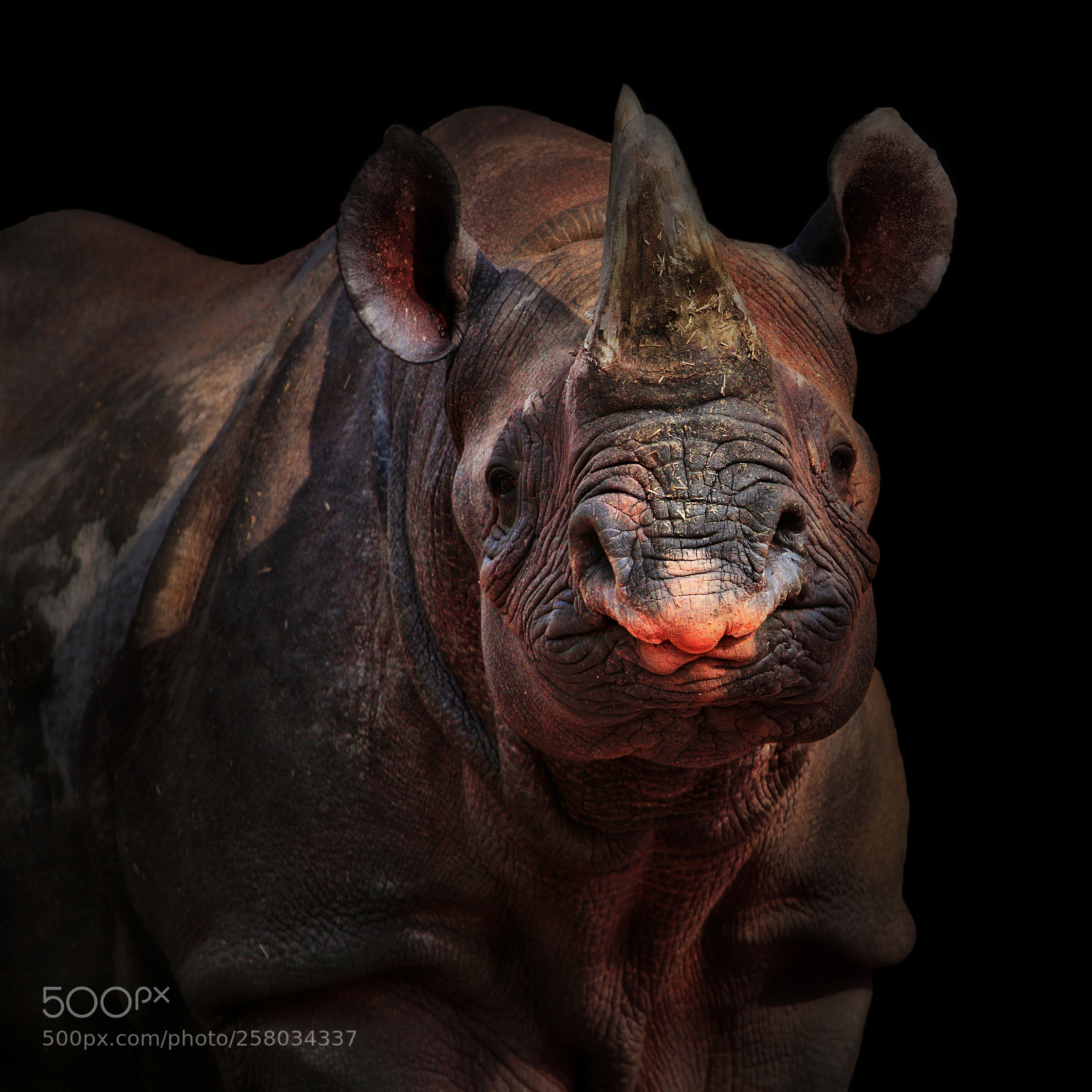Canon EOS 5D Mark II sample photo. Rhino photography