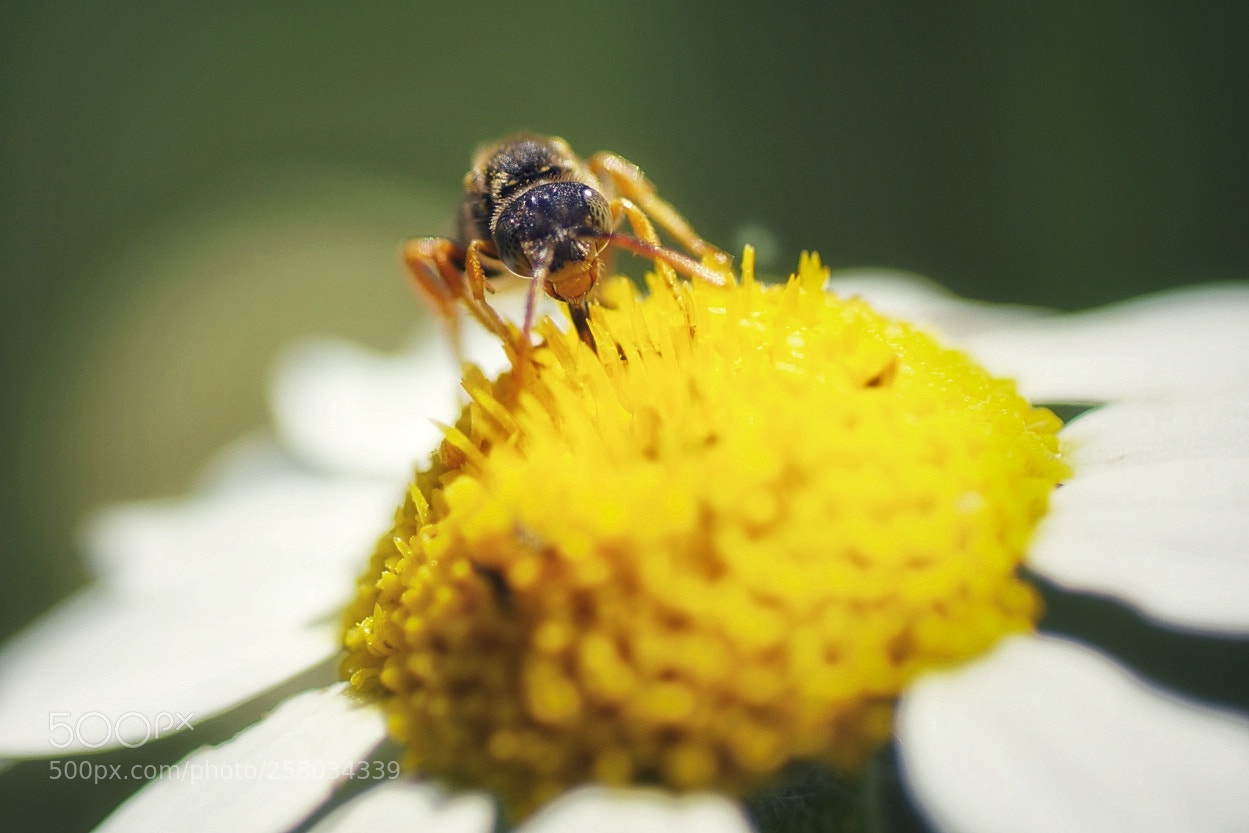 Sony SLT-A58 sample photo. Néctar photography