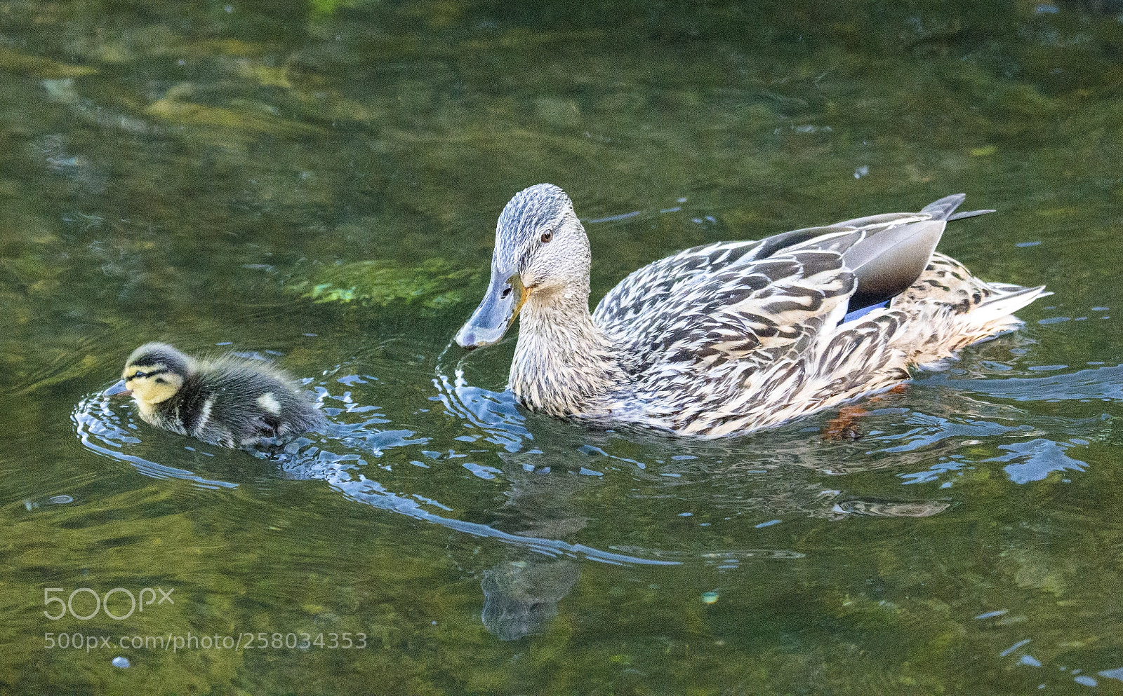 Canon EOS 5D Mark IV sample photo. Baby come back photography