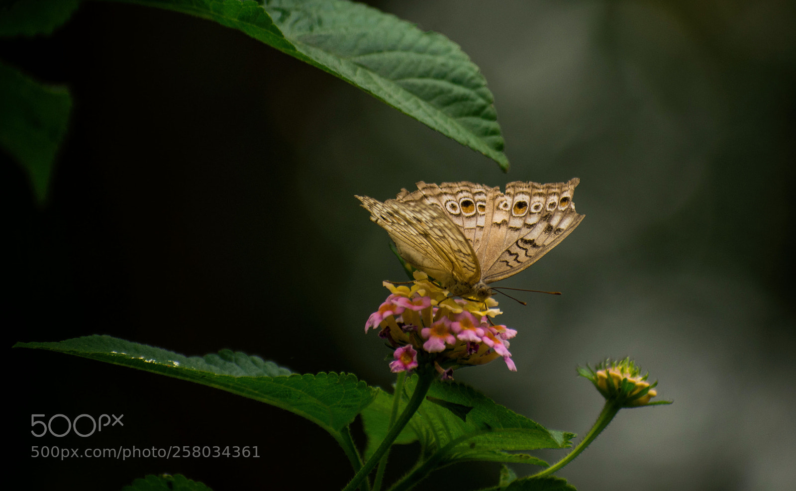 Nikon D5500 sample photo. Butterfly photography