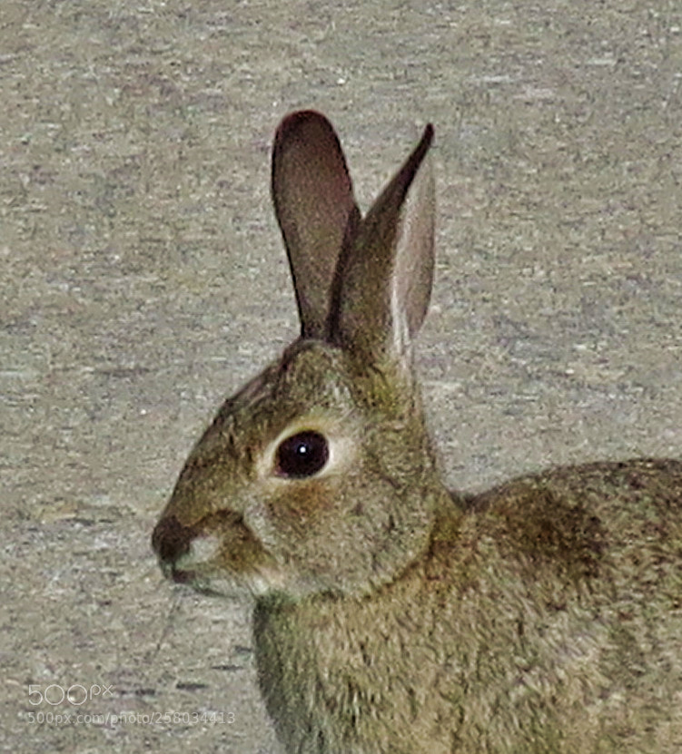 Canon PowerShot SX60 HS sample photo. A bunny rabbit portrait photography