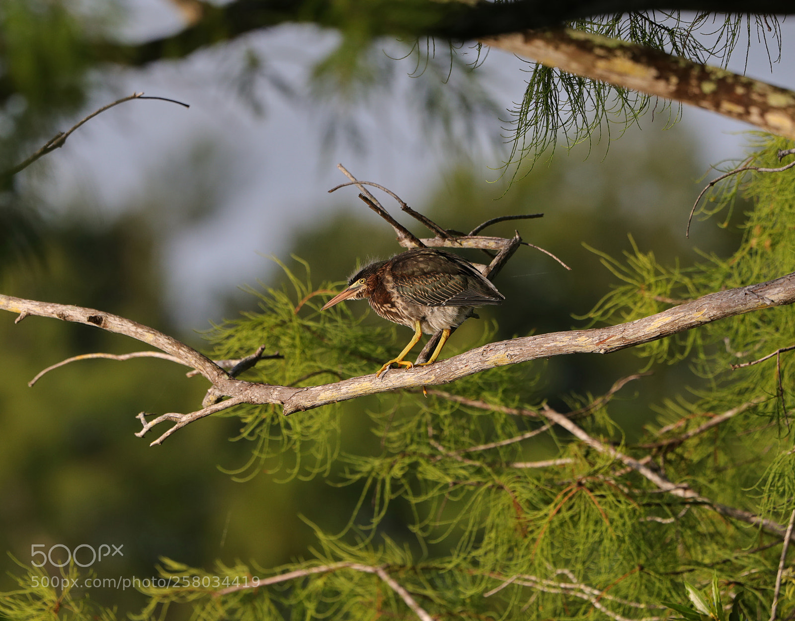 Canon EOS-1D X Mark II sample photo. 05-15-18-0017810.jpg photography