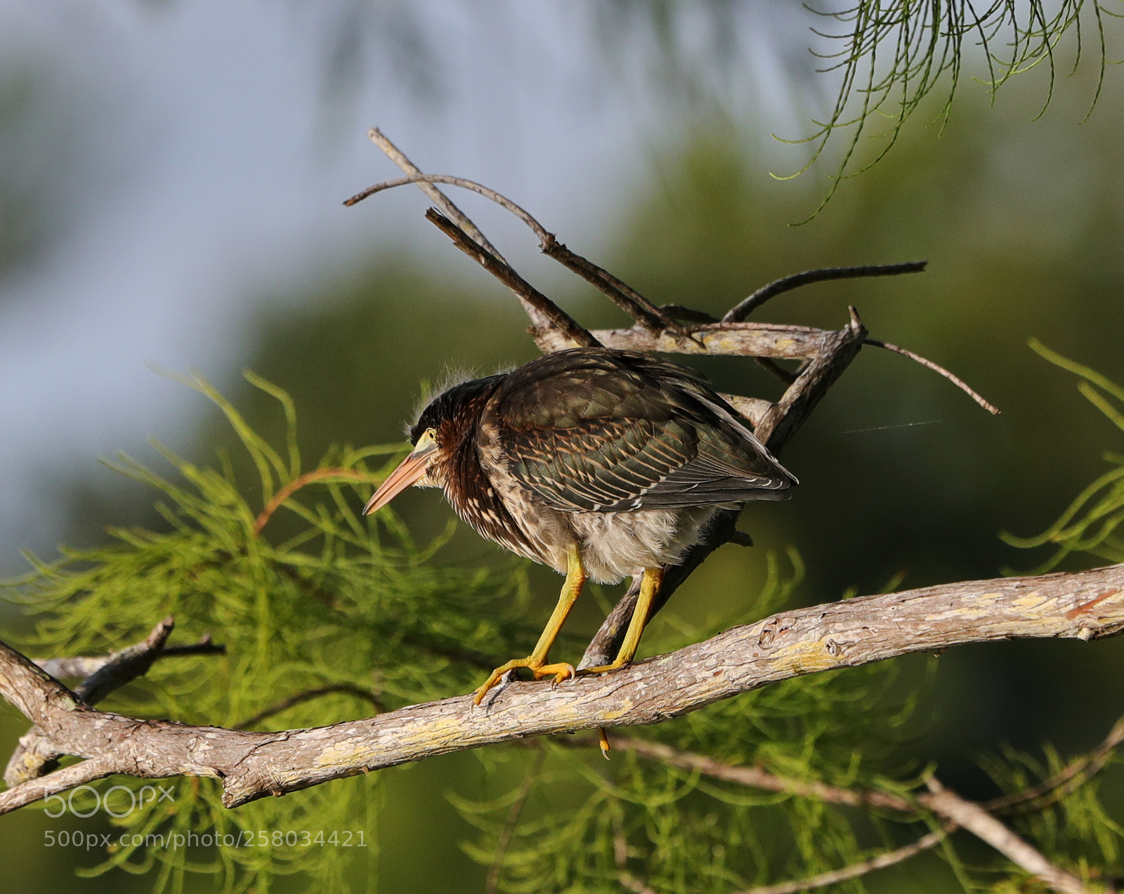 Canon EOS-1D X Mark II sample photo. 05-15-18-0017809.jpg photography