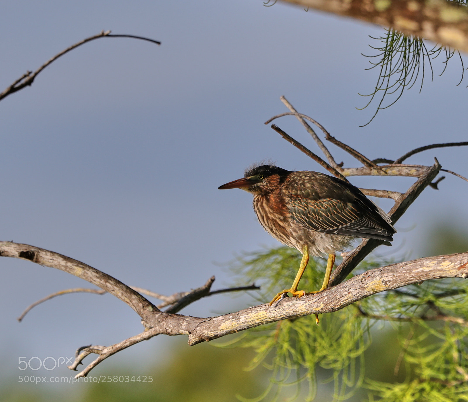 Canon EOS-1D X Mark II sample photo. 05-15-18-0017807.jpg photography