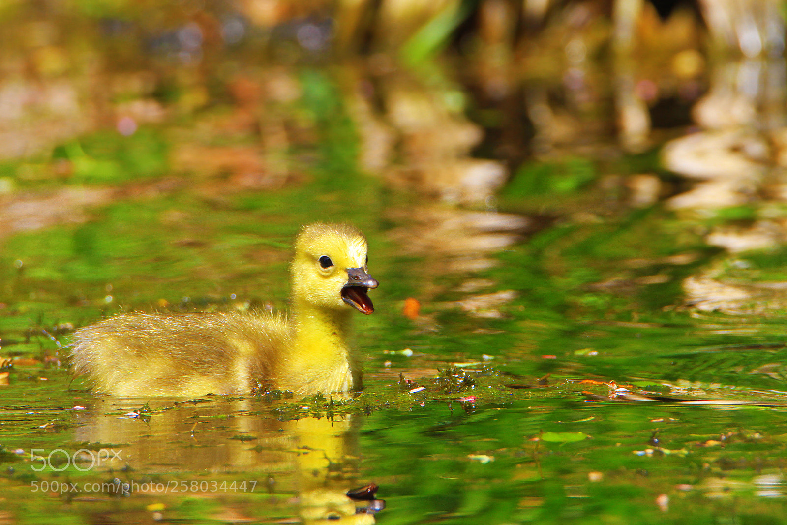 Canon EOS 7D sample photo. Canadian gosling photography