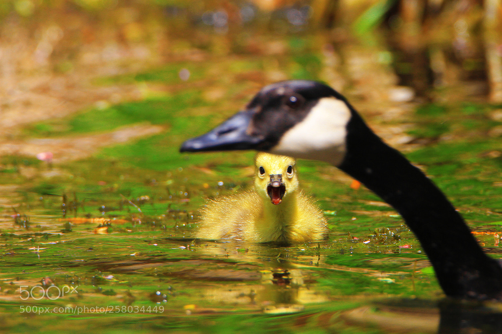 Canon EOS 7D sample photo. Protection photography